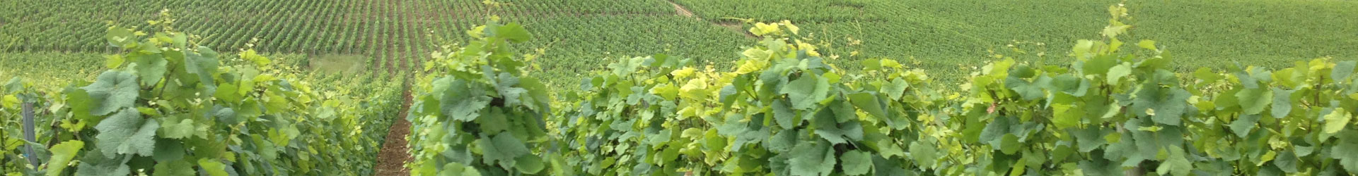 Tag: <span>underground wine storage</span>